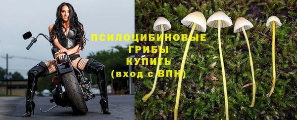 индика Горняк